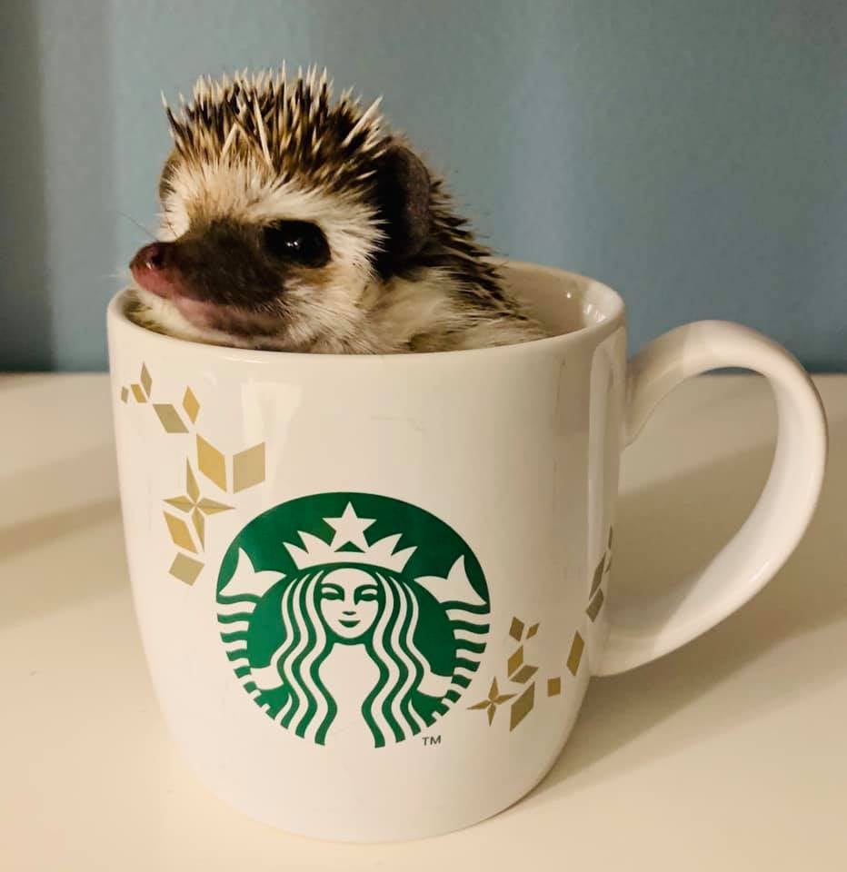Cocoa