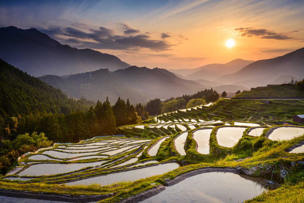 Japanese rice terraces at sunset. Maruyama-senmaida, Kumano, Japan.