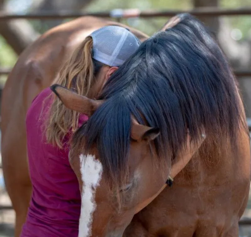 reflective provider horse image