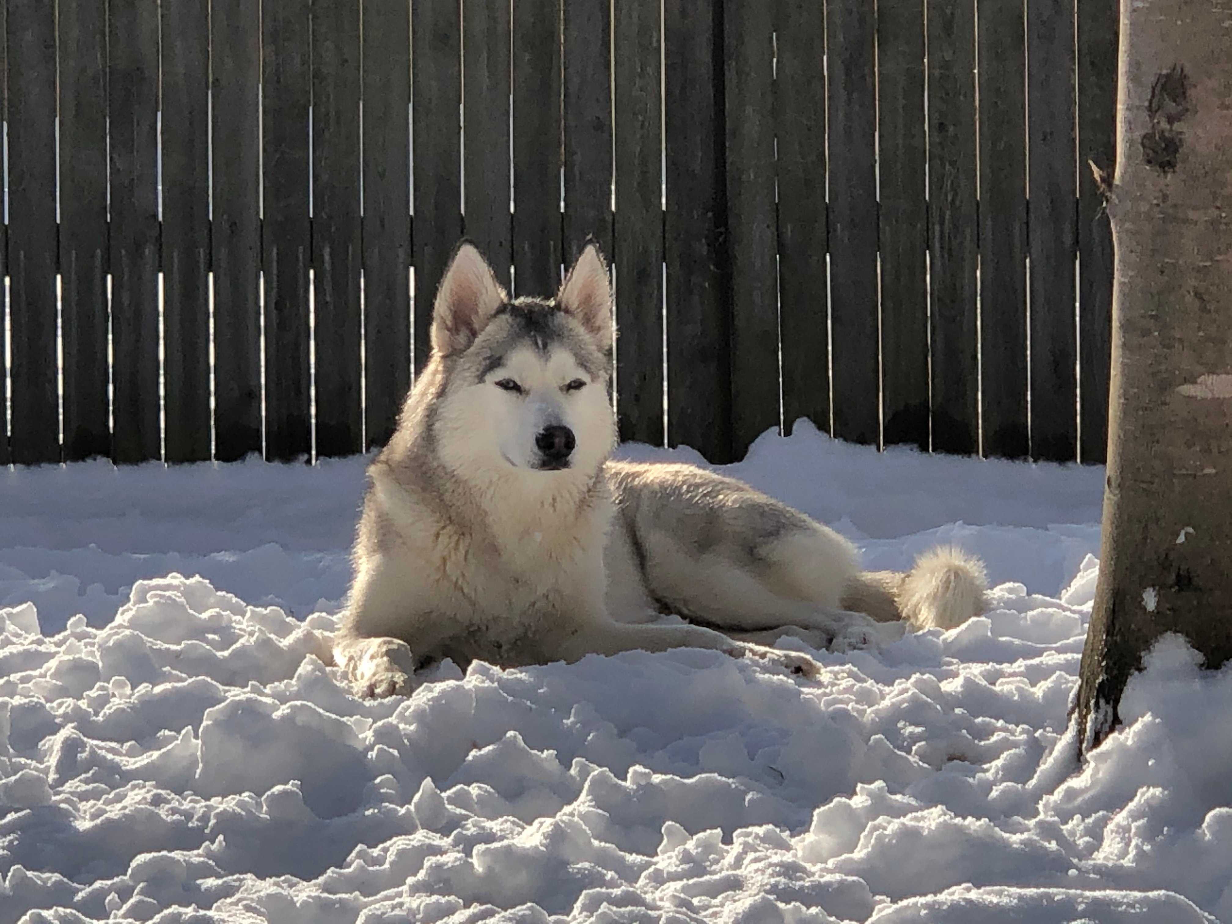 wolf shanasta